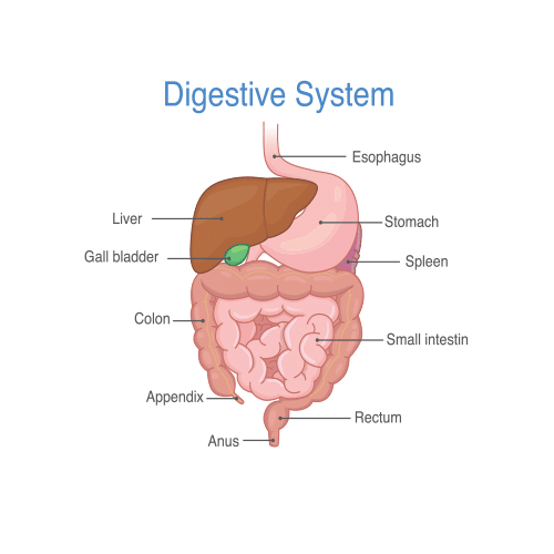 Digestive-System.