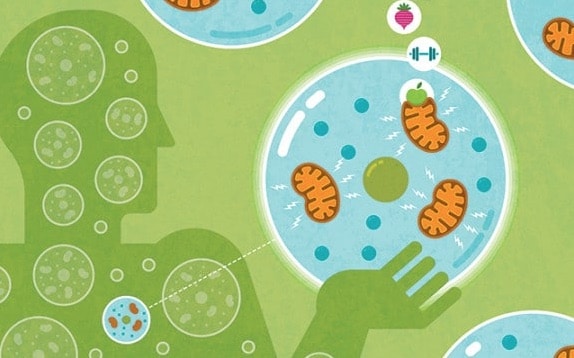 where Mitochondria is found?