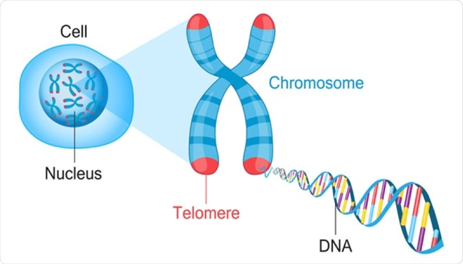 Telomere